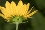 Cucumberleaf sunflower